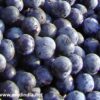 Elderberry Juice: A Sweet Treat for Weight Loss and Metabolic Health