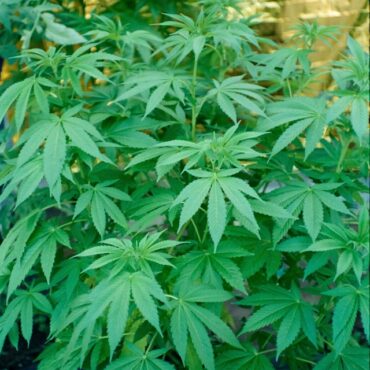 New open date set for recreational weed industry