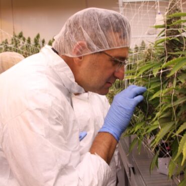 Marijuana in First State: Retail opens for buzz