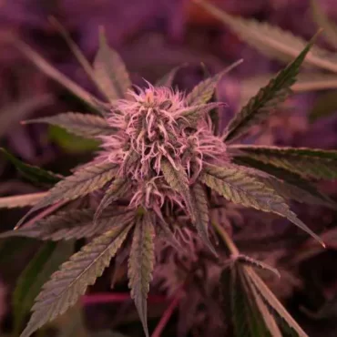 Gov. Meyer vetoes bill to relax marijuana zoning