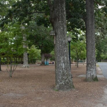 Rehoboth Beach’s new tree code appears to be working