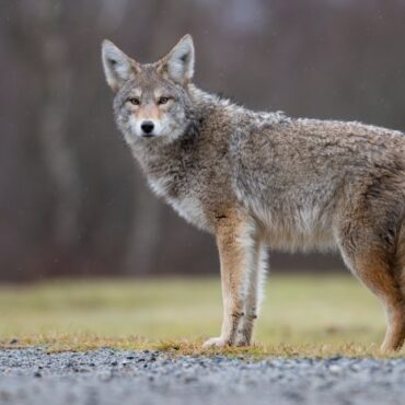 DNREC: Year-round hunting of coyotes to begin Jan. 11