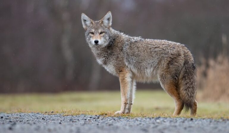 DNREC: Year-round hunting of coyotes to begin Jan. 11