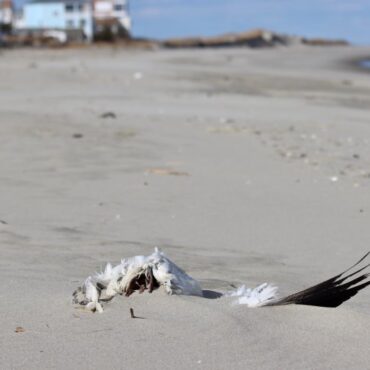 Rash of dead birds raises concern at beaches