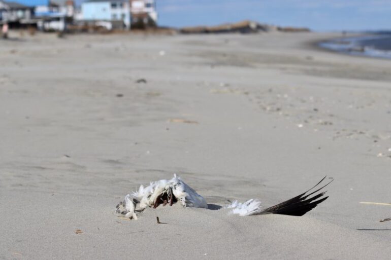 Rash of dead birds raises concern at beaches